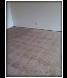 Organic Carpet Cleaning